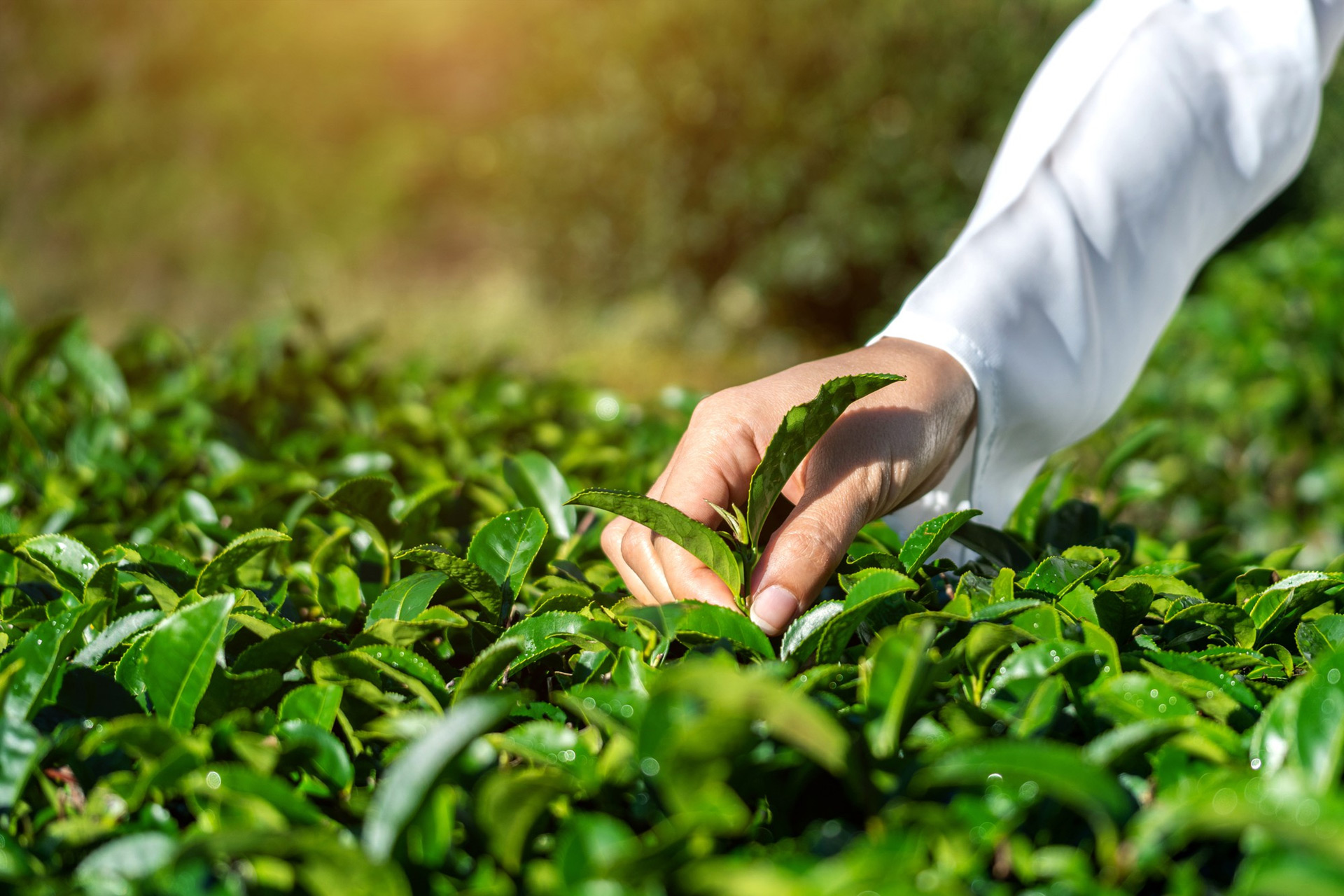 Advanced Food Processing, Silos & Cold Chain Logistics