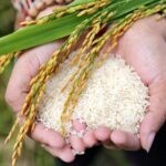 Grains, Cereals & Pulses Processing
